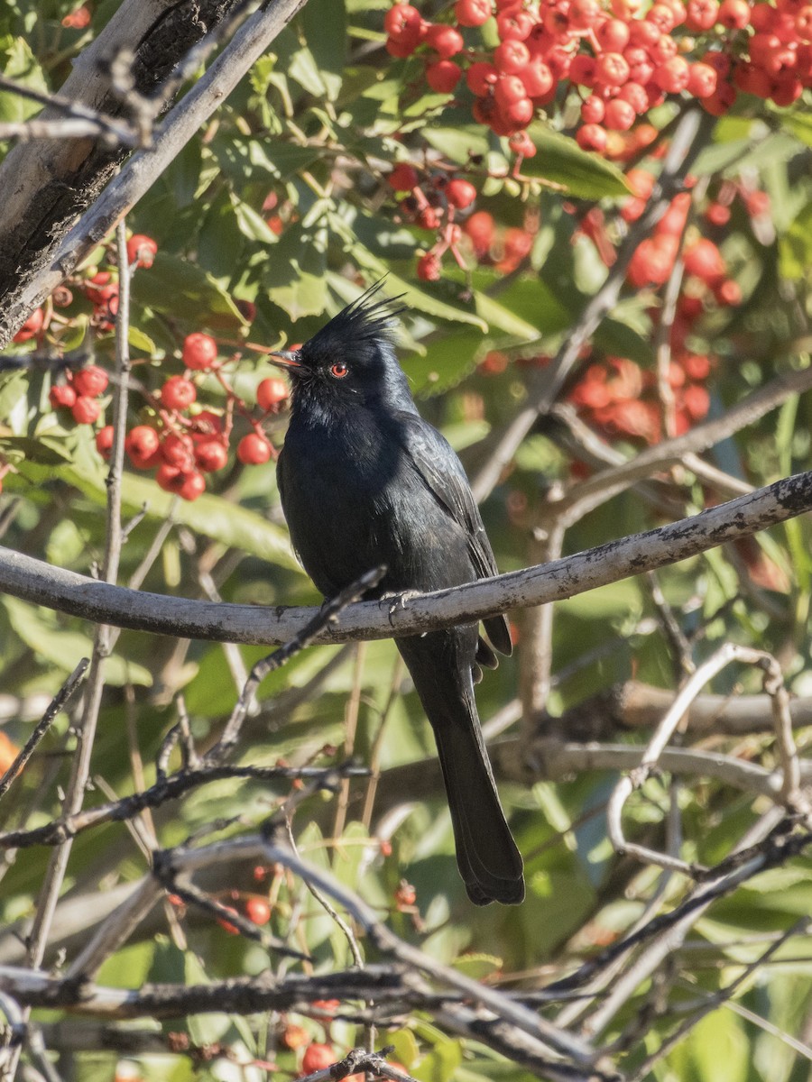 Phainopepla - ML613519875