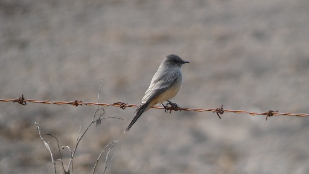 Say's Phoebe - ML613519935