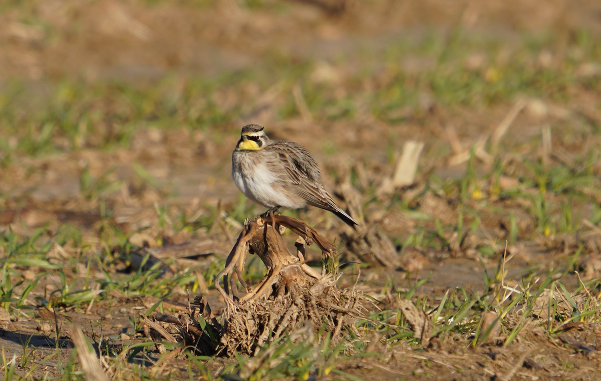 Horned Lark - Aaron T