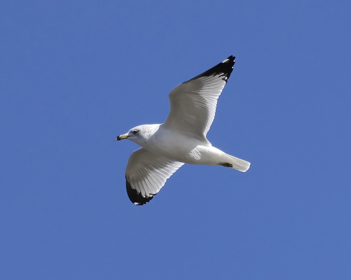 ringnebbmåke - ML613520150