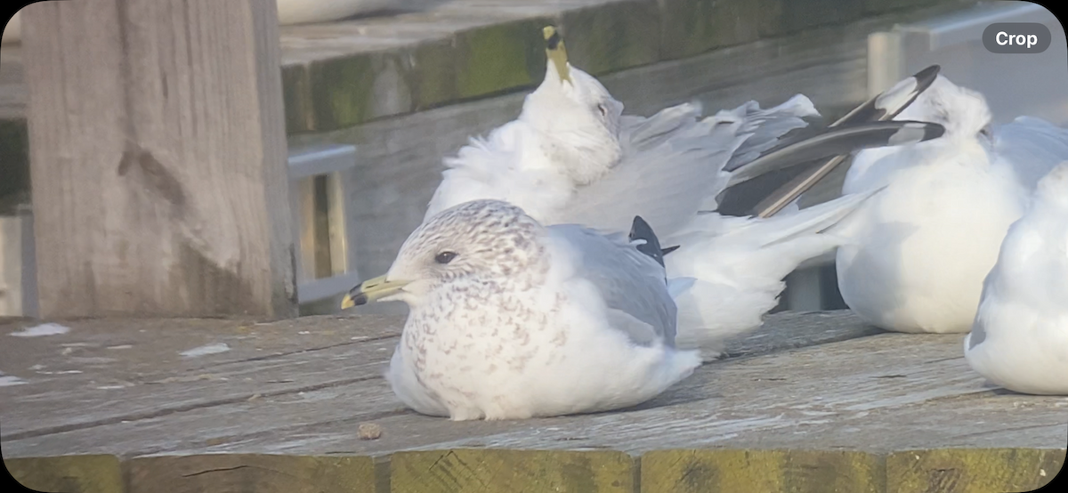 goéland ou mouette sp. - ML613520159