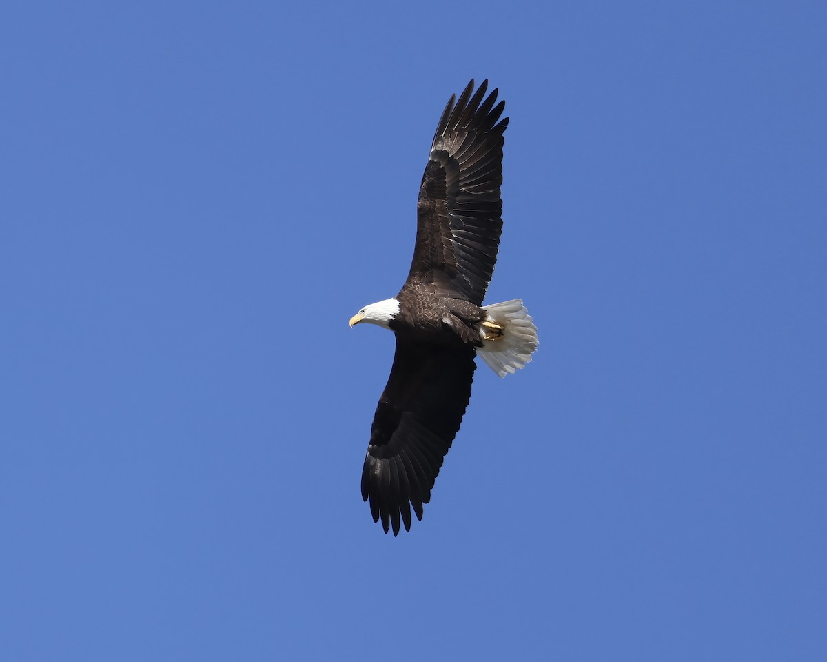 Bald Eagle - ML613520181