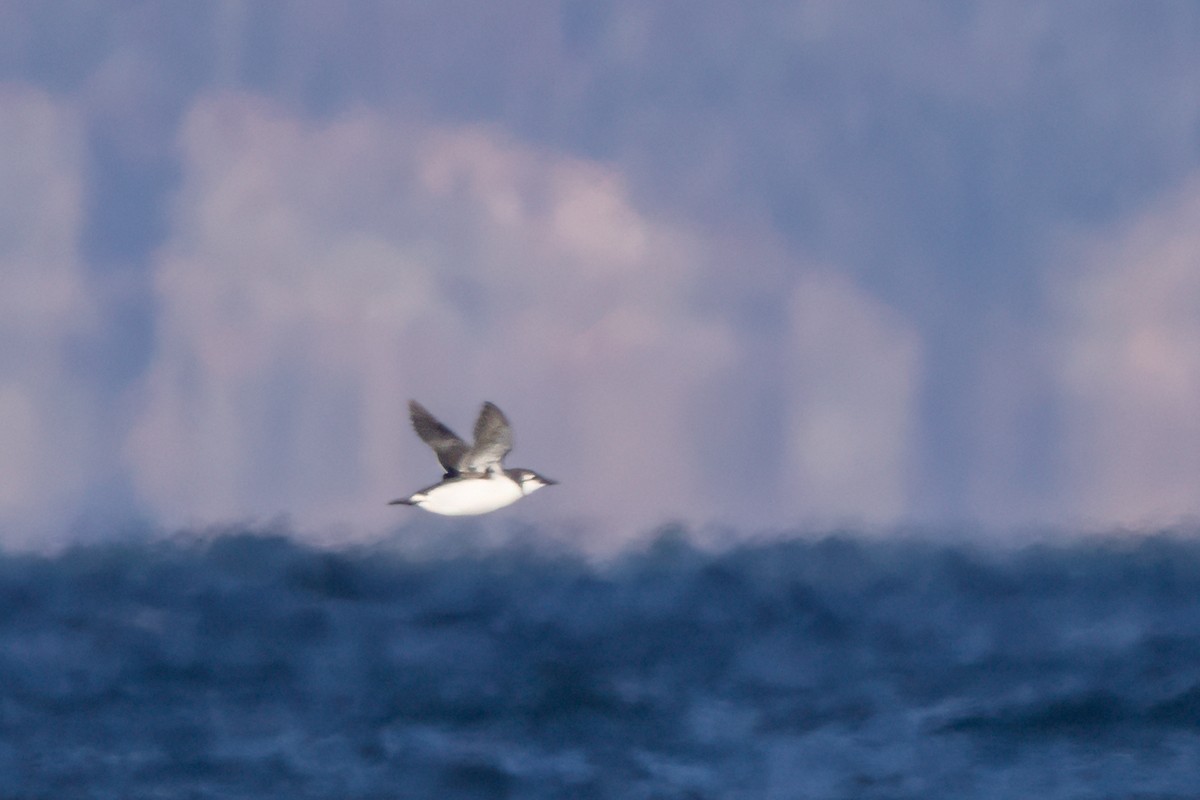 Common Murre - Lyall Bouchard