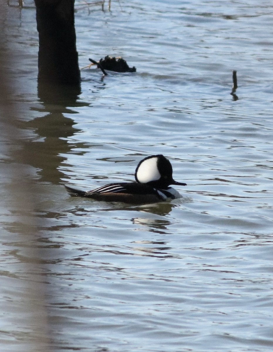 Hooded Merganser - Parsley Steinweiss