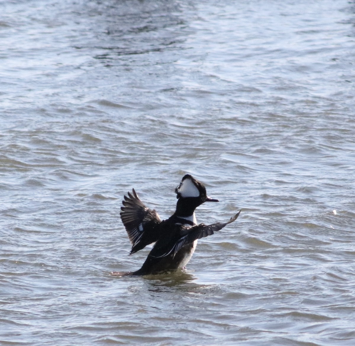 Hooded Merganser - ML613520262