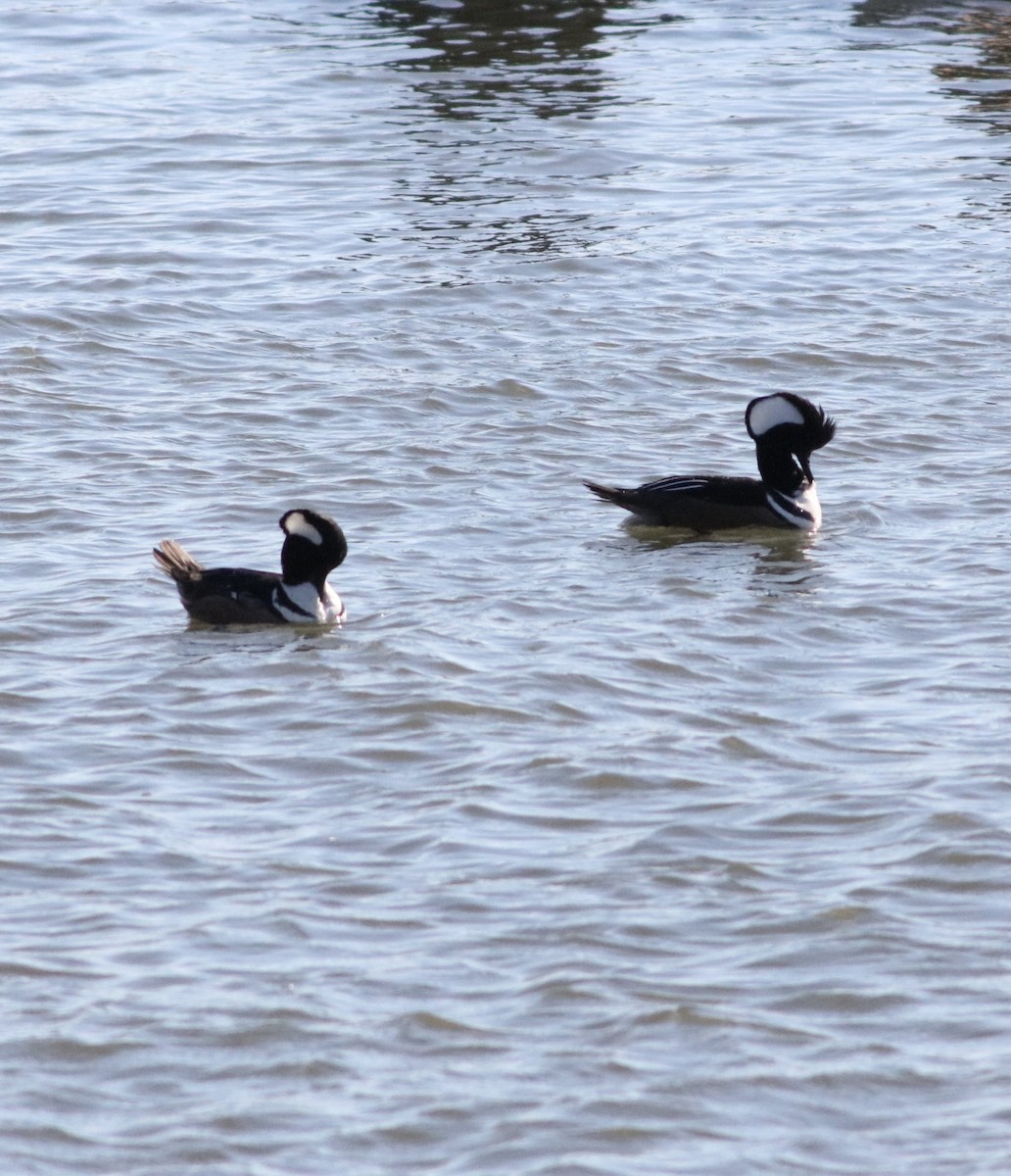 Hooded Merganser - ML613520263