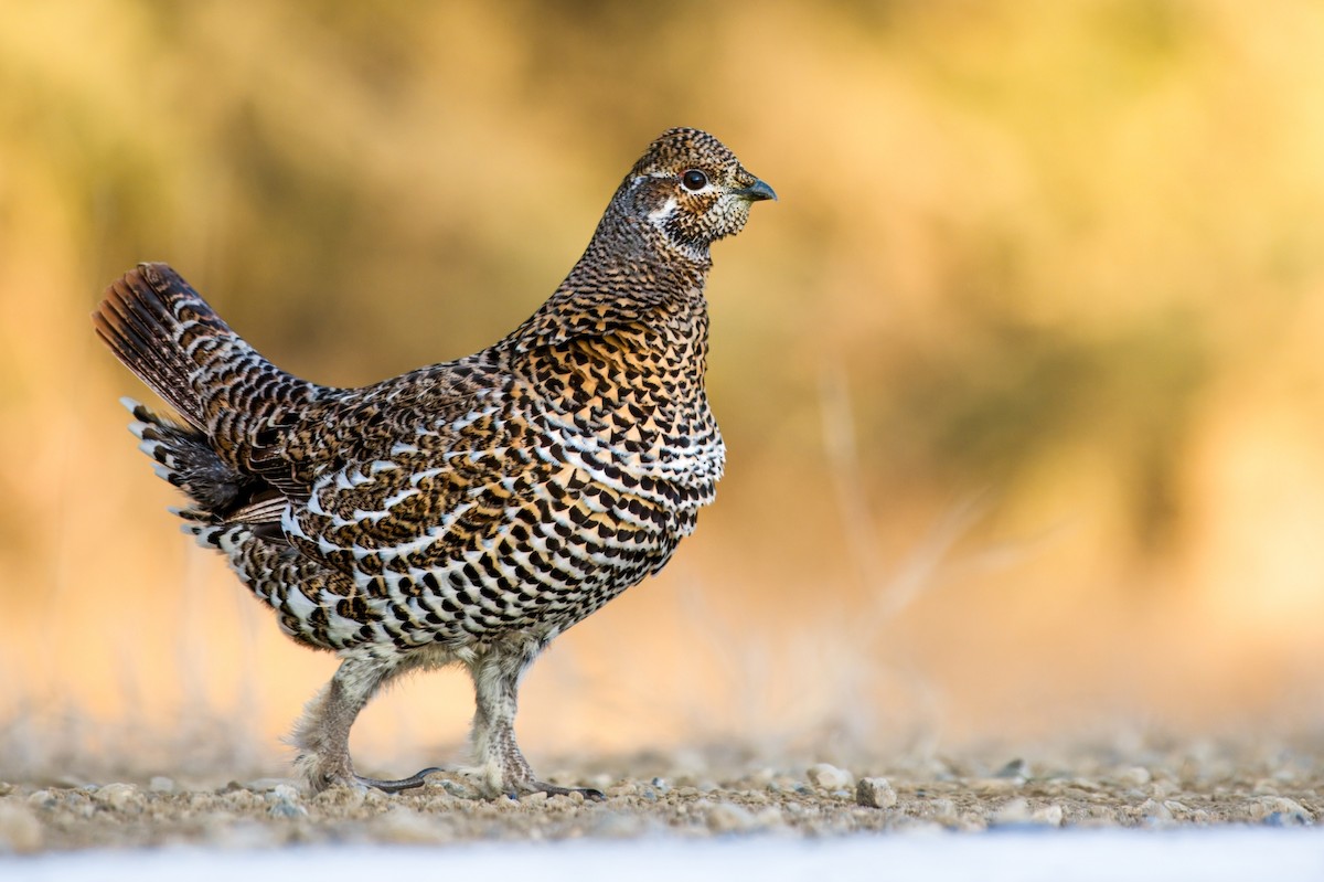 Spruce Grouse - ML613520284