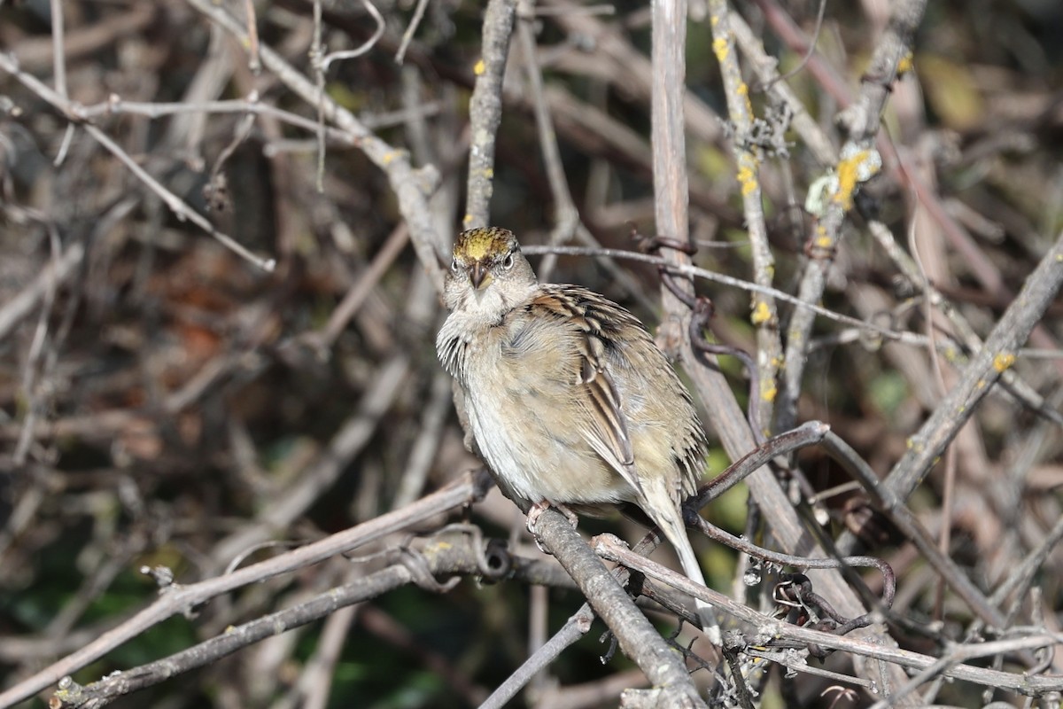 Golden-crowned Sparrow - ML613520289