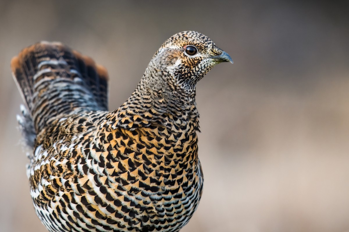 Spruce Grouse - ML613520295