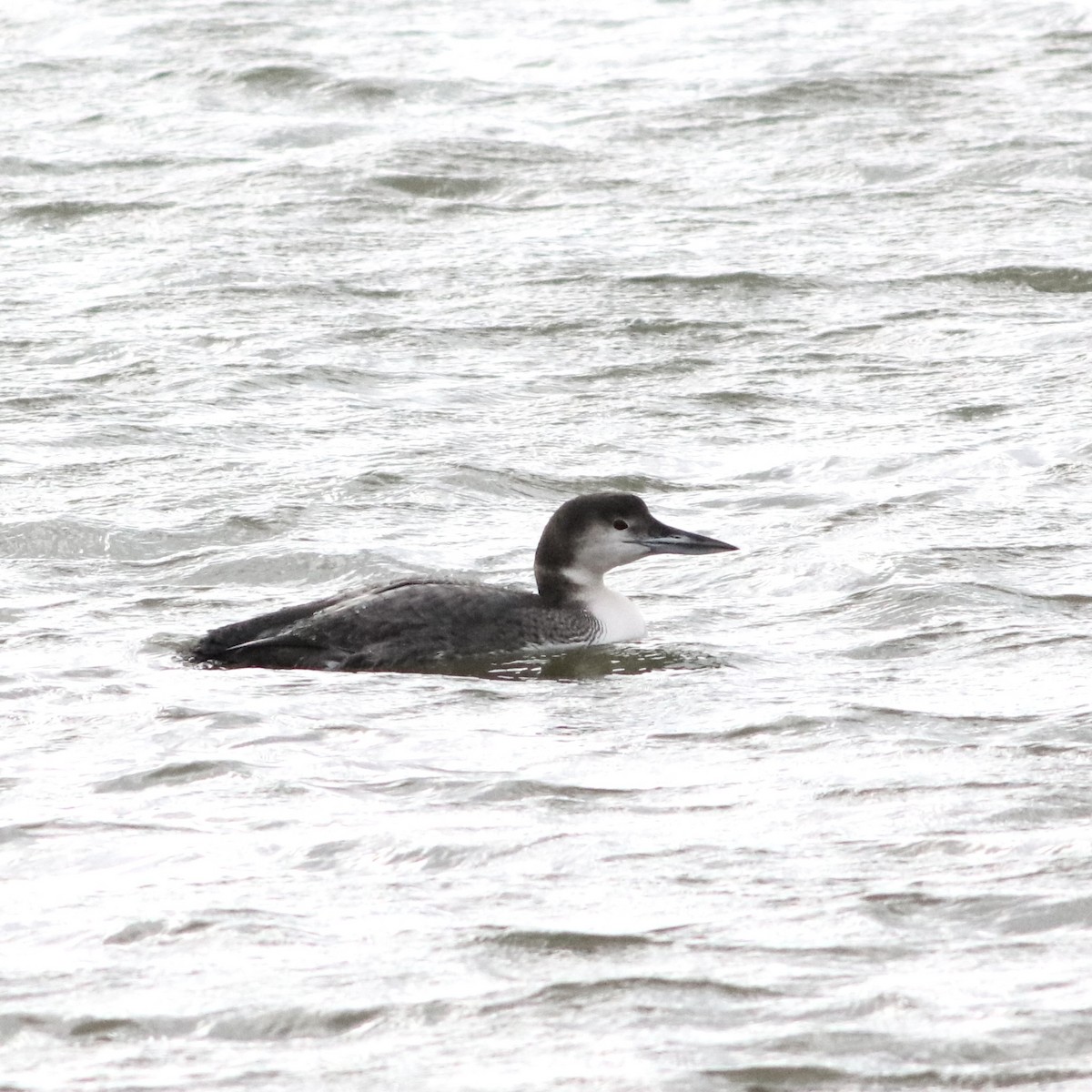 Common Loon - ML613520301