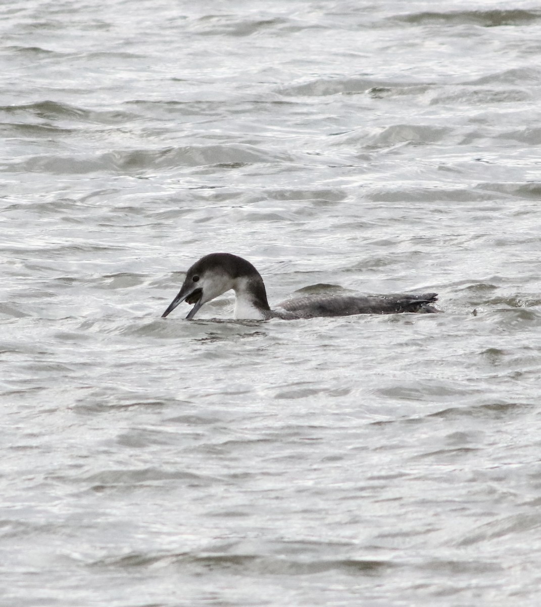 Common Loon - ML613520302