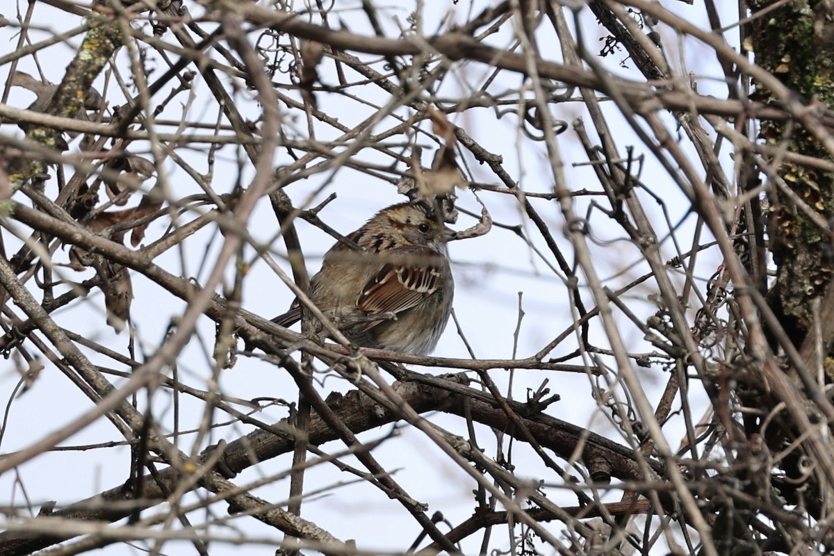 White-throated Sparrow - ML613520307