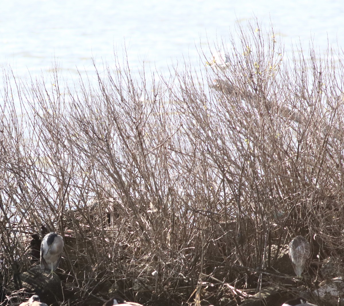 Black-crowned Night Heron - ML613520314