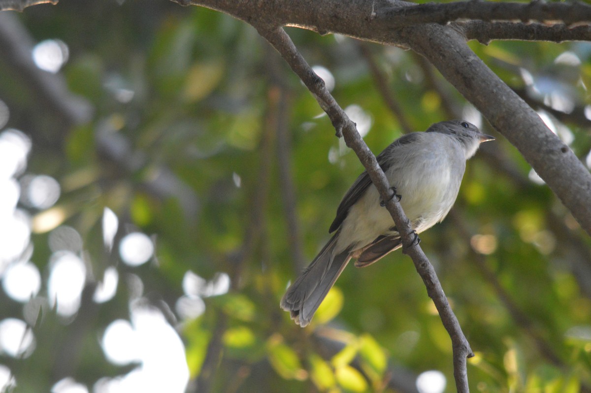 Caribbean Elaenia - Eduardo Pacheco Cetina