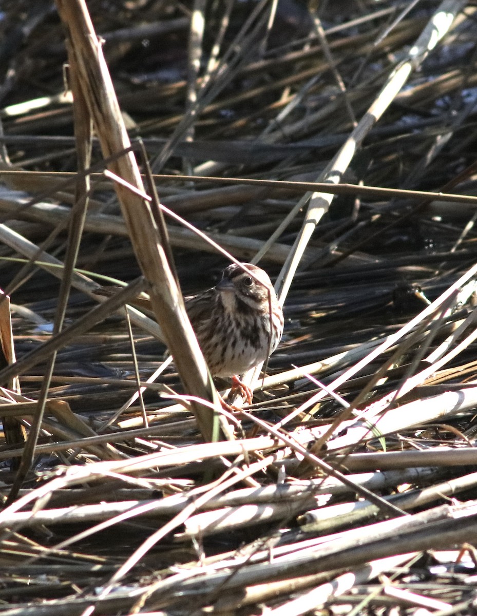 Song Sparrow - Parsley Steinweiss