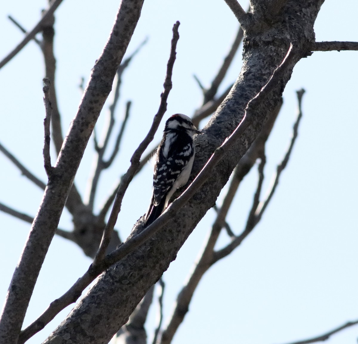 Downy Woodpecker - ML613520358