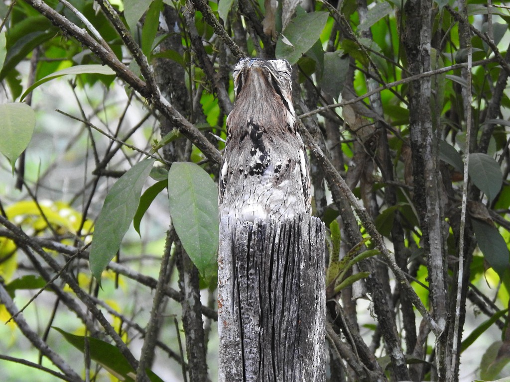 Common Potoo - ML613520375