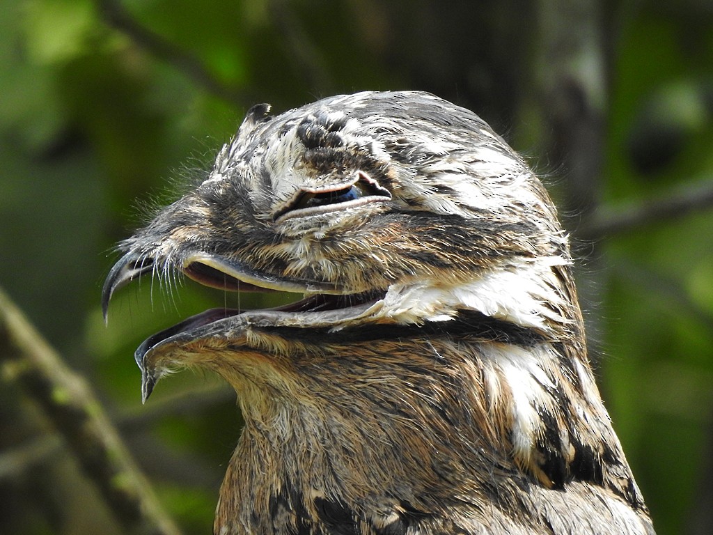 Common Potoo - ML613520376