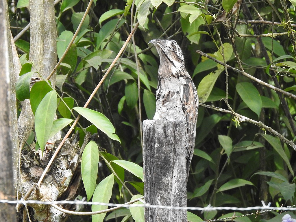 Common Potoo - Richard Garrigues