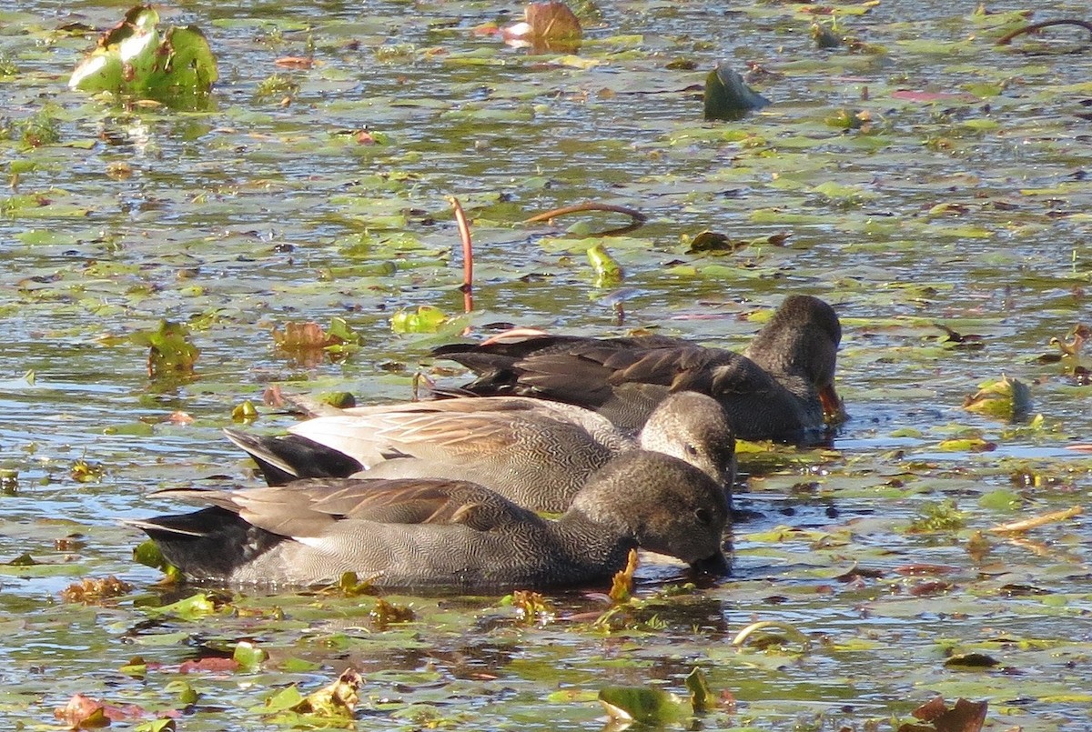 Gadwall - Linda Vanderveen