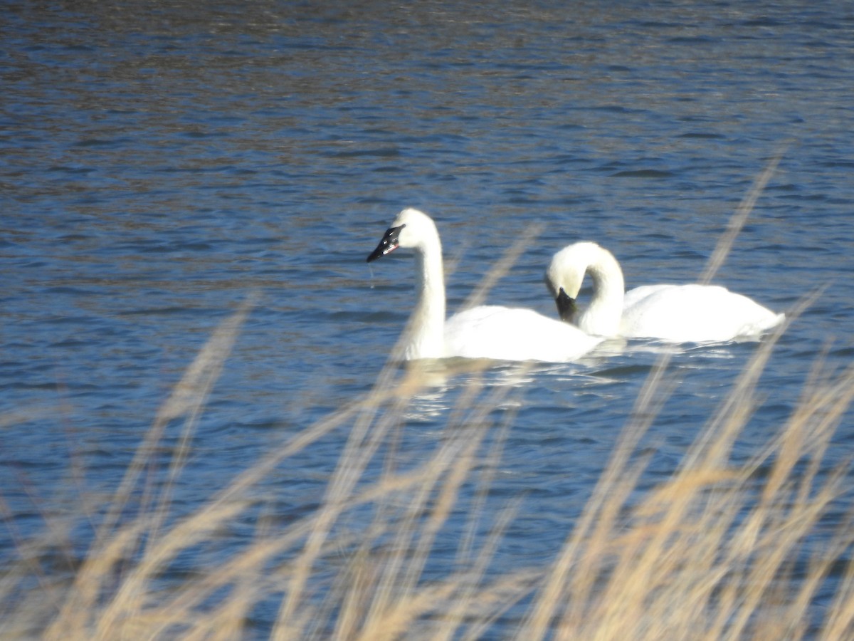 Trumpeter Swan - ML613520399