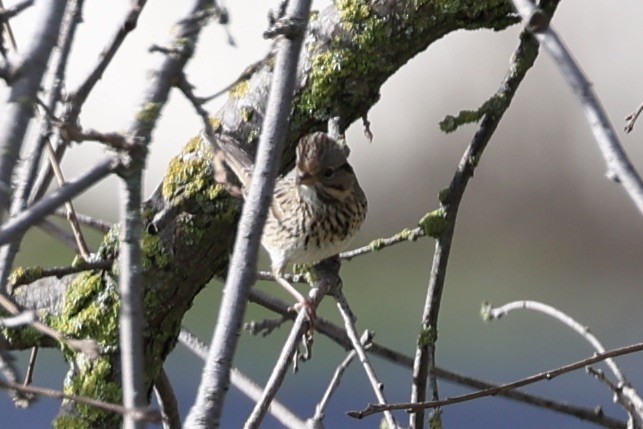 Lincoln's Sparrow - Roger Woodruff