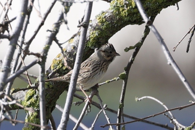 Lincoln's Sparrow - Roger Woodruff