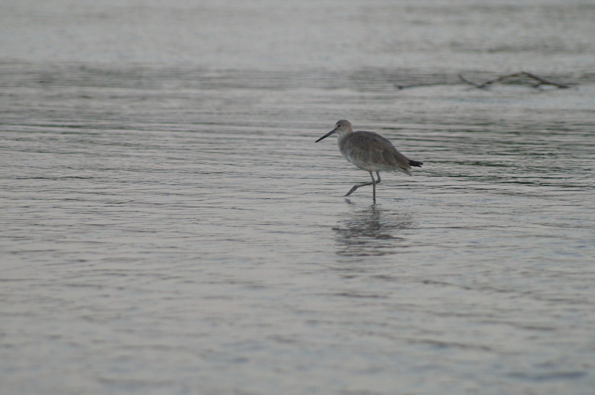 Willet - ML613520430