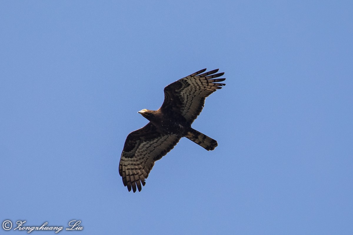 Oriental Honey-buzzard - ML613520447