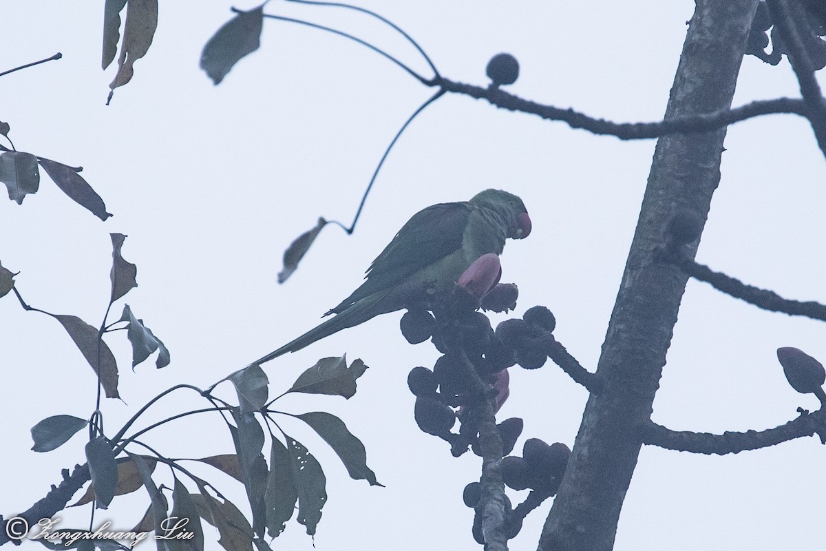 Alexandrine Parakeet - ML613520470