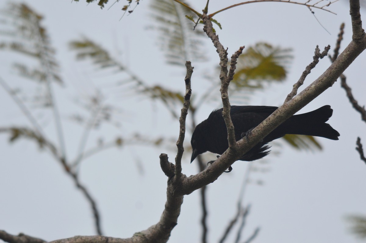 Shiny Cowbird - Eduardo Pacheco Cetina