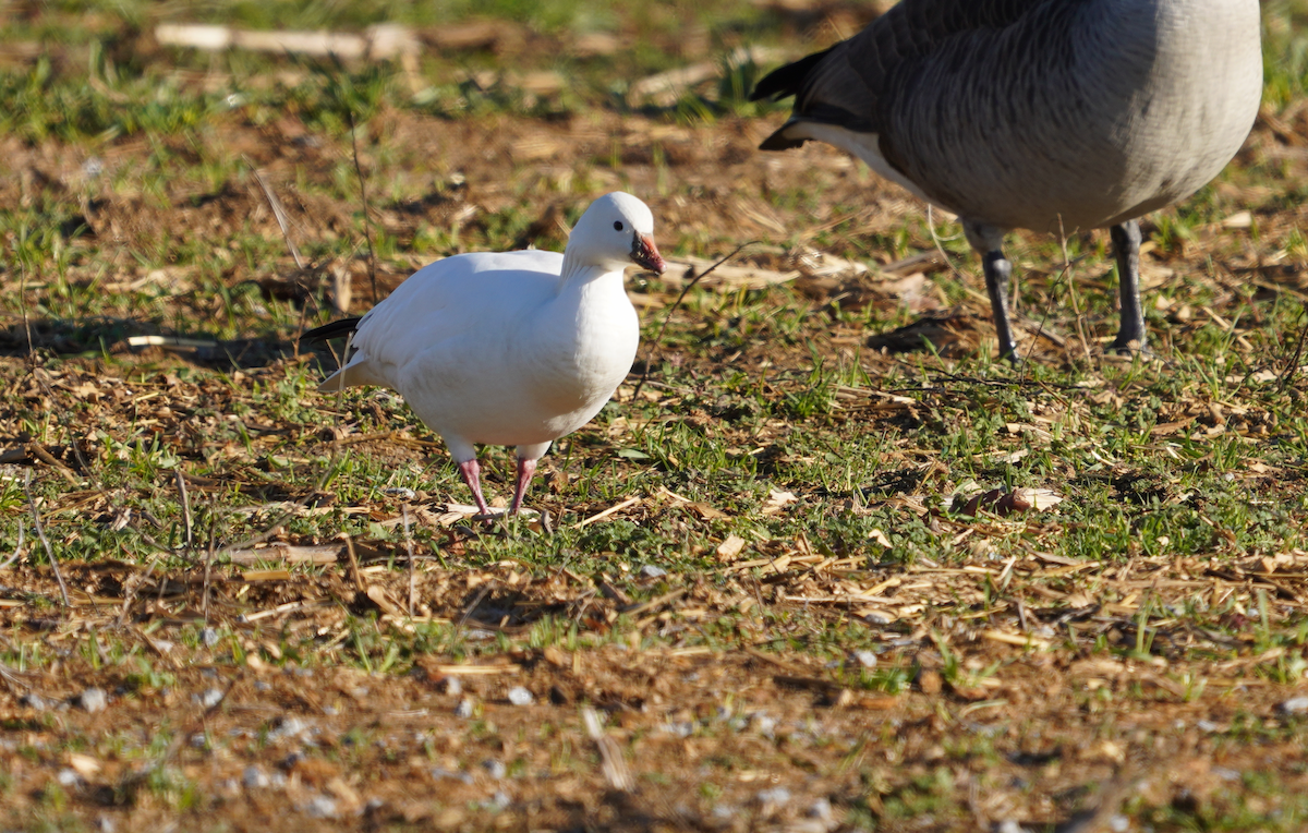 Ross's Goose - ML613520575