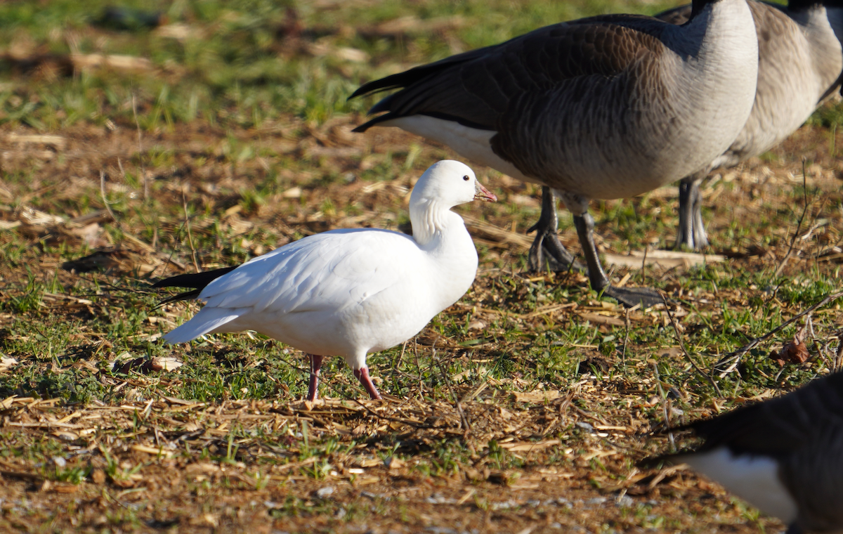 Ross's Goose - ML613520585