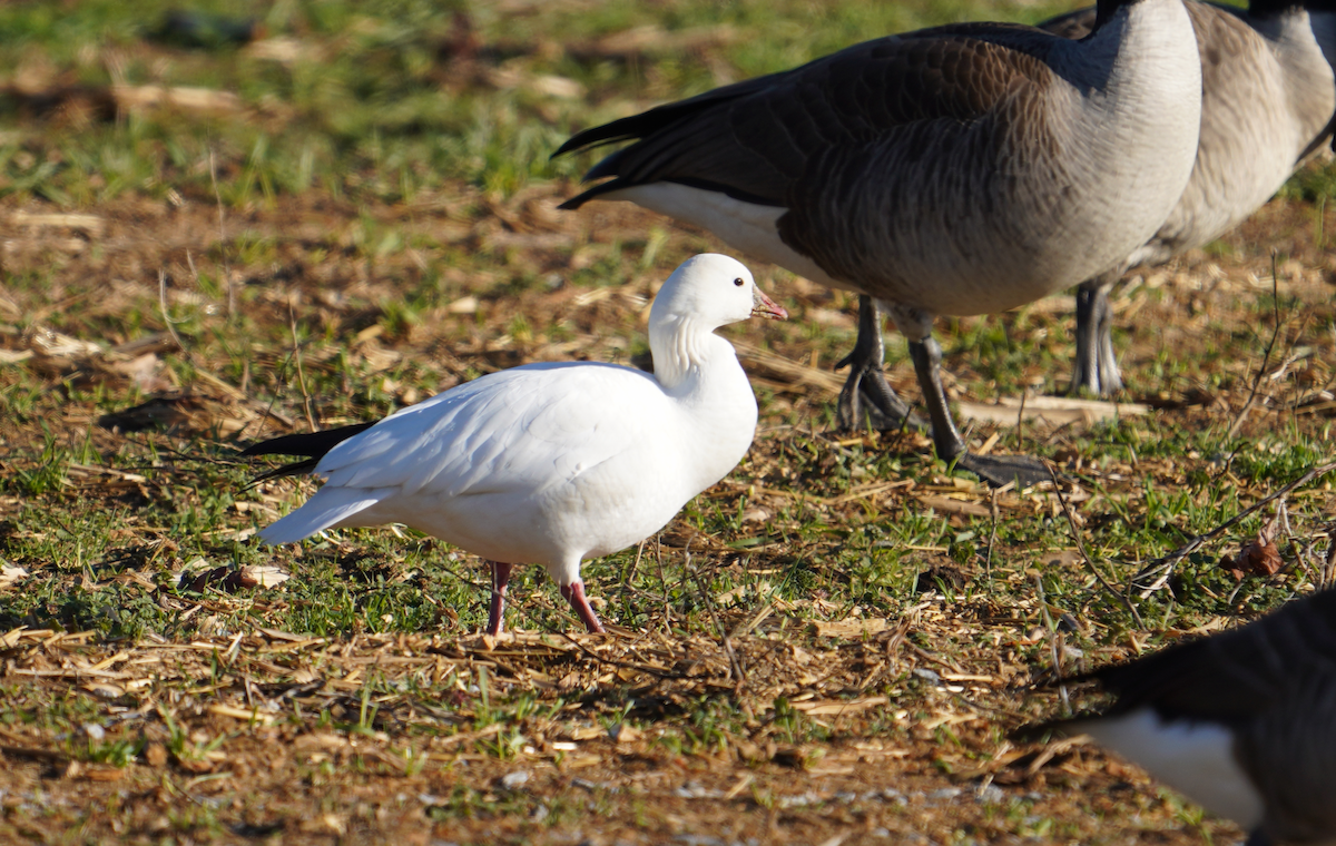 Ross's Goose - Aaron T