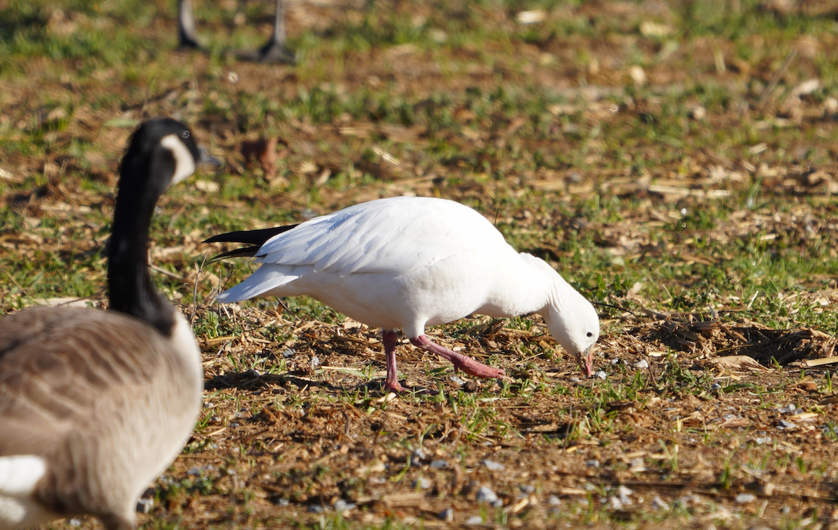 Ross's Goose - ML613520590