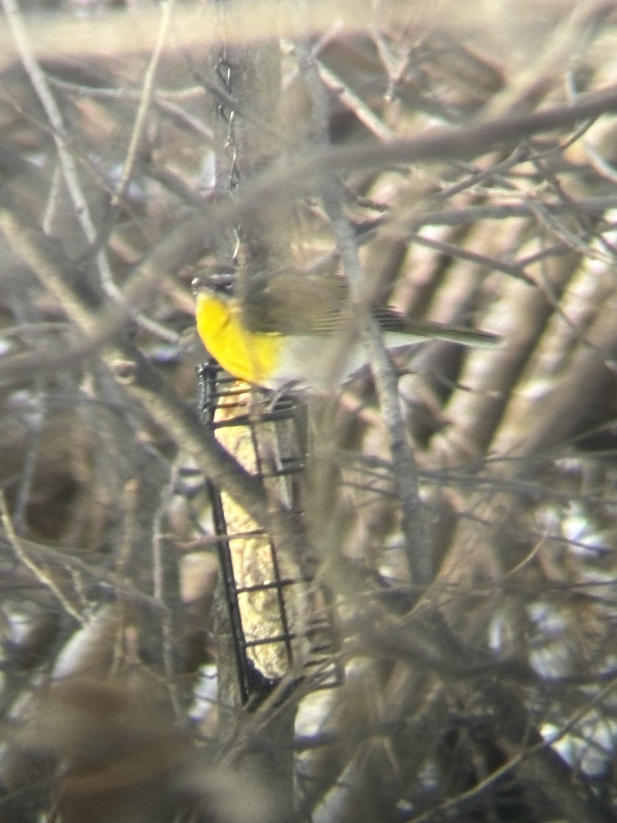 Yellow-breasted Chat - ML613520624