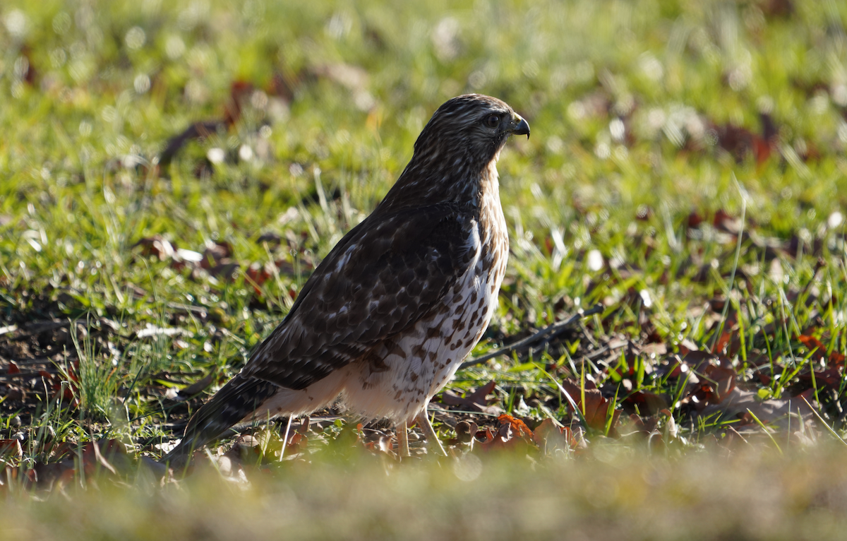 Red-shouldered Hawk - ML613520627