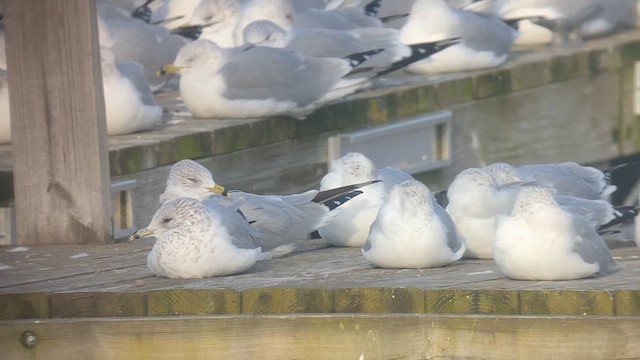 goéland ou mouette sp. - ML613520674