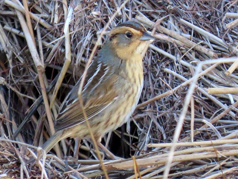 Nelson's Sparrow - Karen Lebing