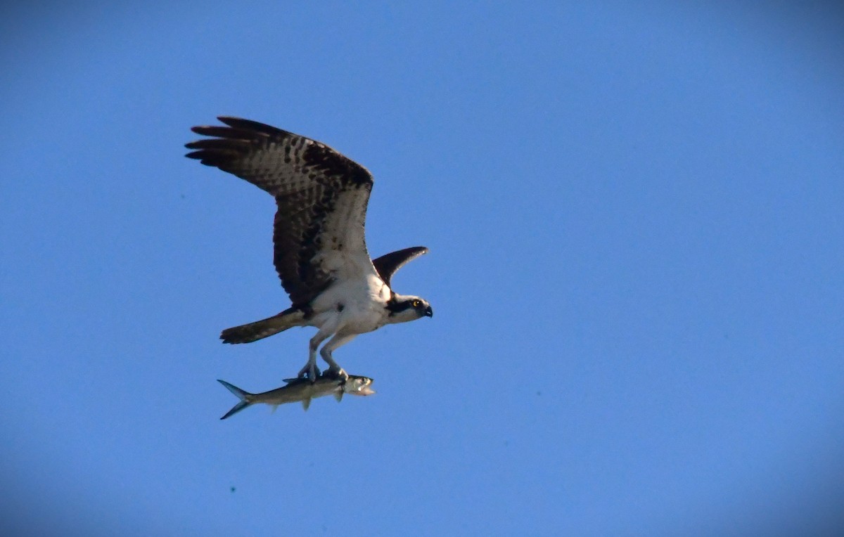 Osprey - Jose Francisco Barros 🐜