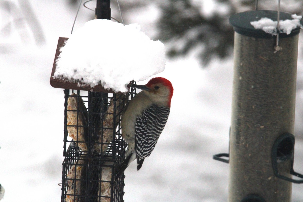 Red-bellied Woodpecker - ML613520810