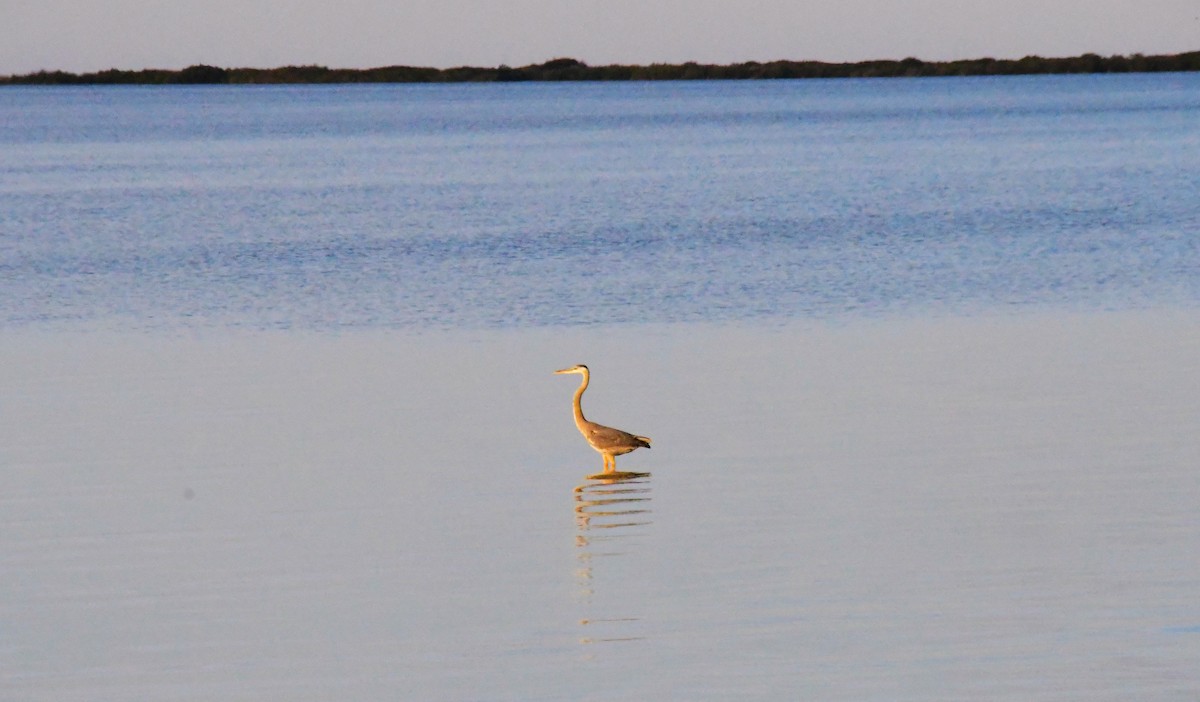 Great Blue Heron - ML613520897