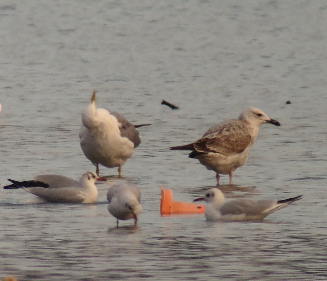 Caspian Gull - Denis Dujardin