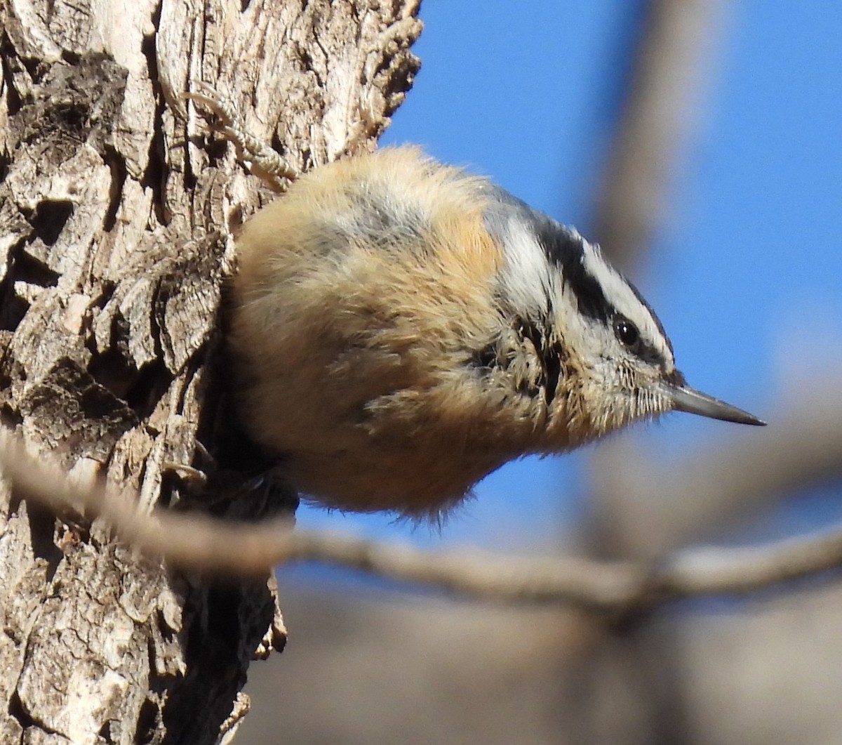 Red-breasted Nuthatch - ML613521012