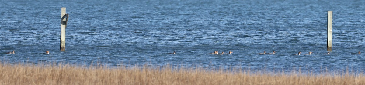 Red-breasted Merganser - ML613521104