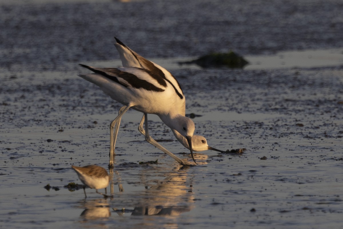 American Avocet - ML613521116