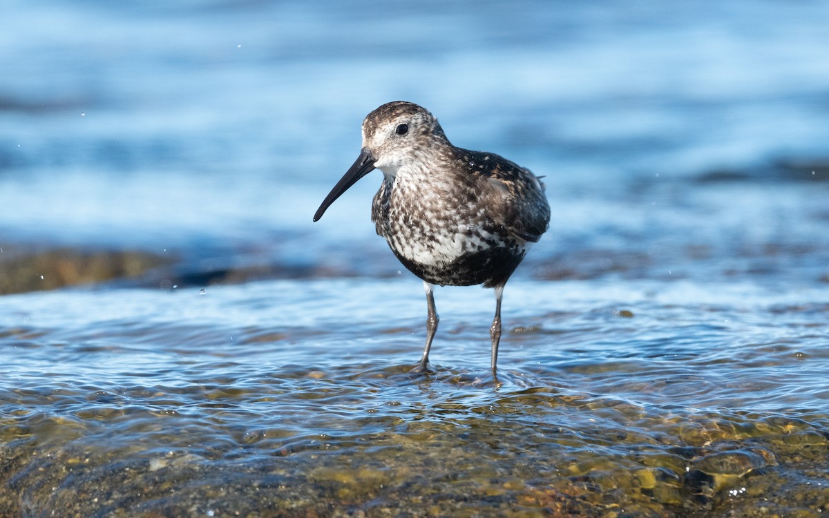 Dunlin - ML613521138