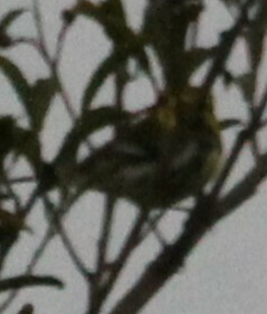 Black-throated Green Warbler - ML613521147