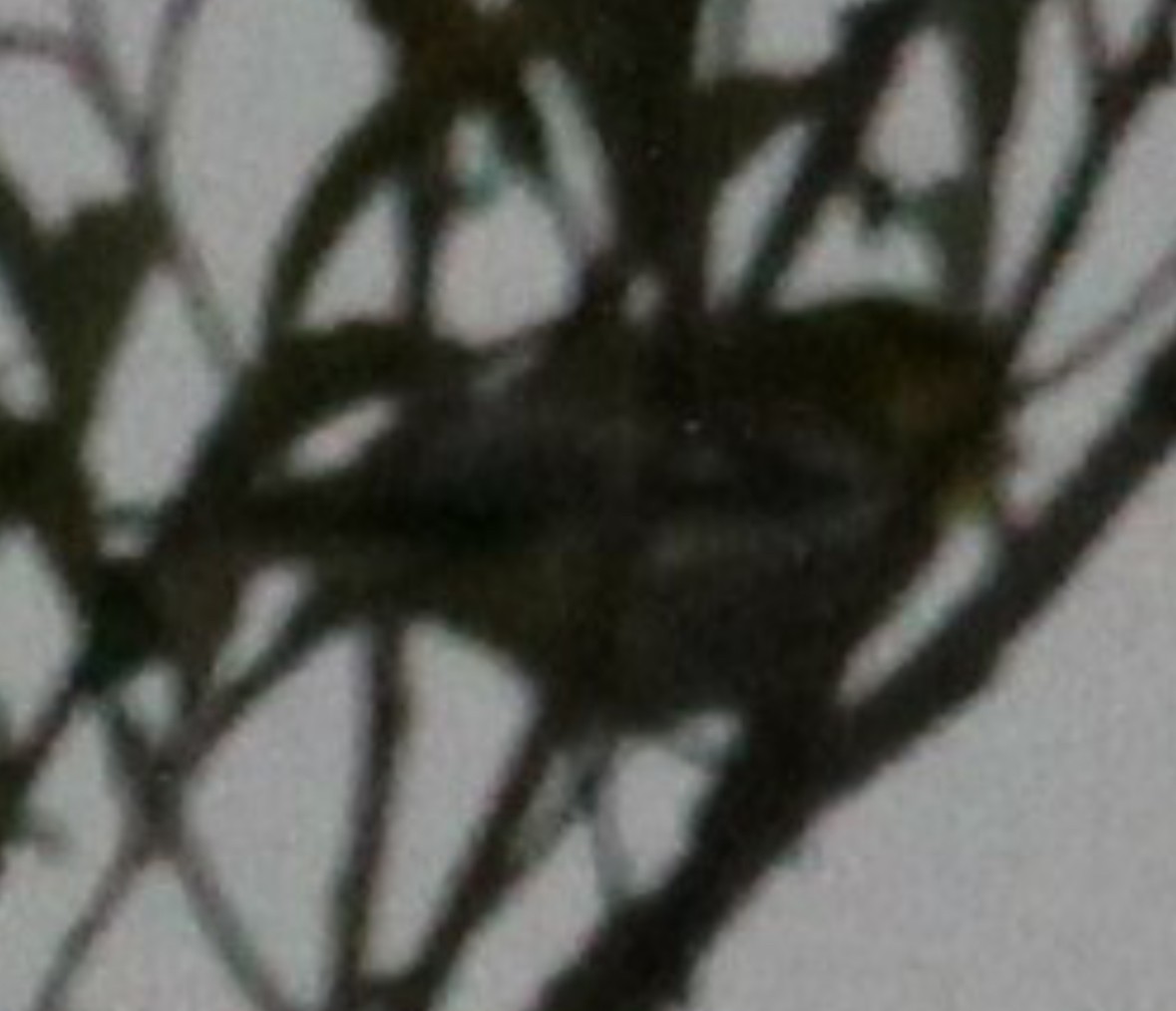 Black-throated Green Warbler - ML613521148