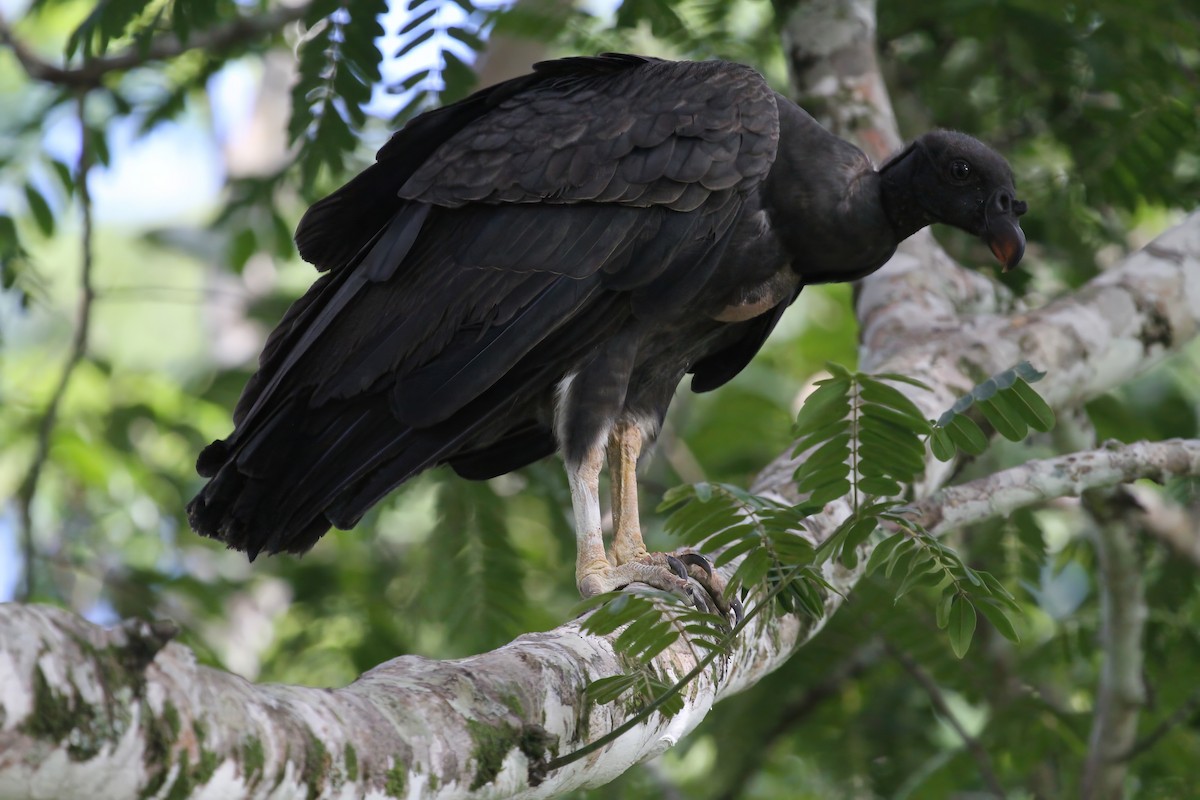 King Vulture - Brandon Stidum